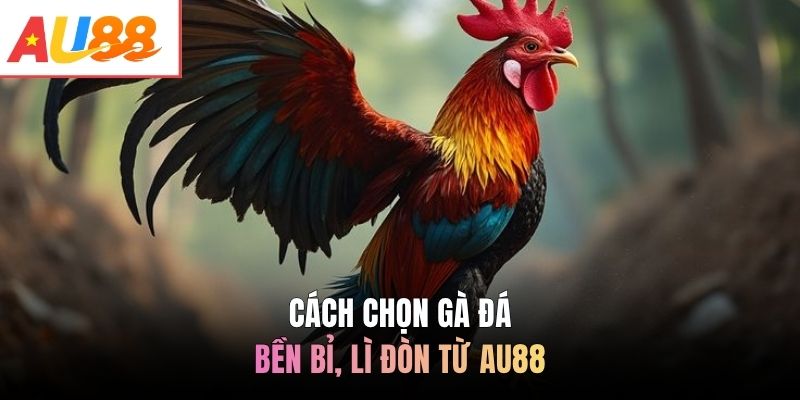 Cách chọn gà đá bền bỉ, lì đòn từ AU88